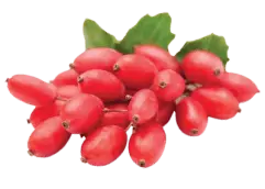 Berberine